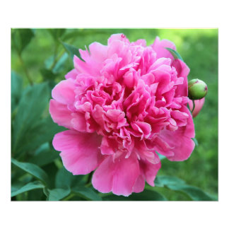 Impression Photo Peony rose