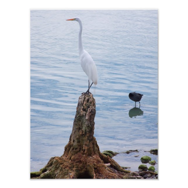 Impression Photo Perche Egret (Devant)
