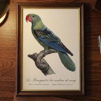 Perroquet a bec couleur sang / Perroquet à bec