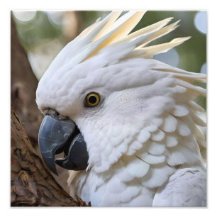 Impression Photo Perroquet de Cockatoo australien blanc,