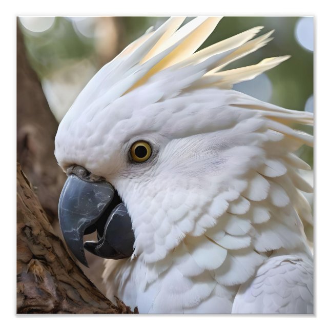 Impression Photo Perroquet de Cockatoo australien blanc, (Devant)