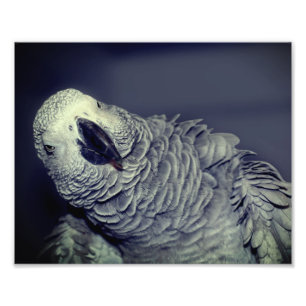 Impression Photo Perroquet gris d'Afrique mignonne Oiseau 8x10