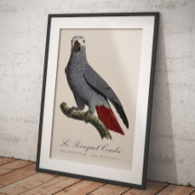 Perroquet gris, Psittacus erithacus, vintage