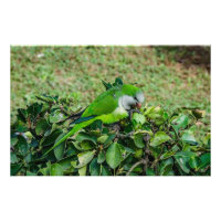 Perroquet vert