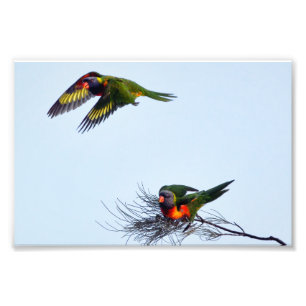 Impression Photo Perroquets de Lorikeet en vol coloré Australie