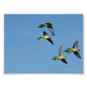 Impression Photo Perroquets de moine