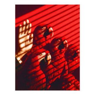 Impression Photo Perroquets rouges et main