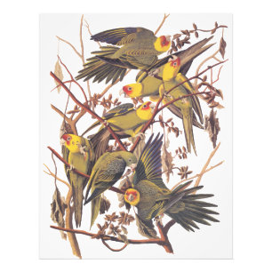 Impression Photo Perruche Audubon Carolina