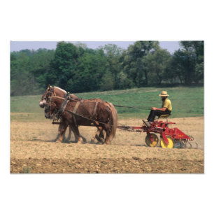 Impression Photo Personnes simples de pays amish dans l'agriculture