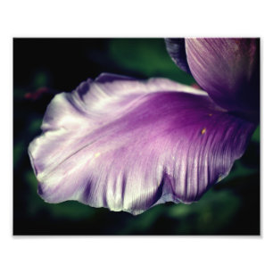 Impression Photo Pétale à fleur de tulipe pourpre unique, gros plan