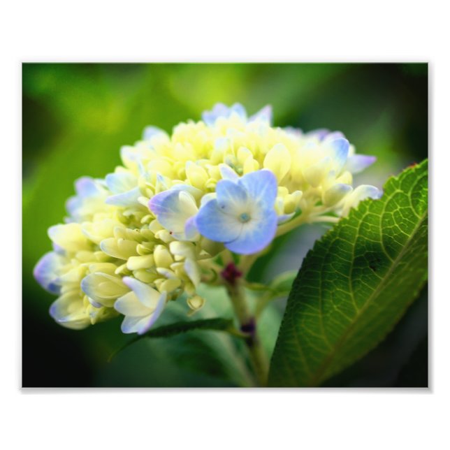Impression Photo Pétales à fleurs bleu doux Hydrangea 8x10 (Devant)