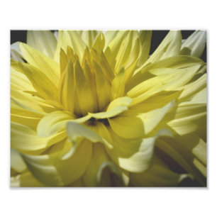 Impression Photo Pétales Dahlia Jaune 10x8 Fleur
