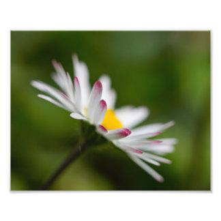 Impression Photo pétales de fleur
