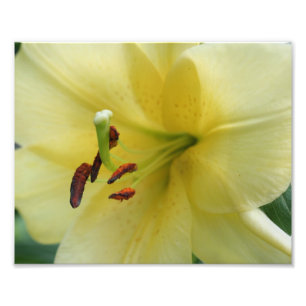 Impression Photo Pétales Lily Jaune Macro 10x8