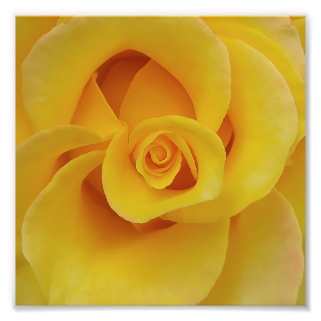 Impression Photo Pétales romantiques de rose jaune (Devant)