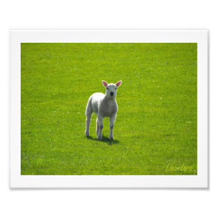 Impression Photo Petit agneau