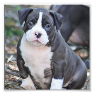 Impression Photo Petit chiot de race mûre