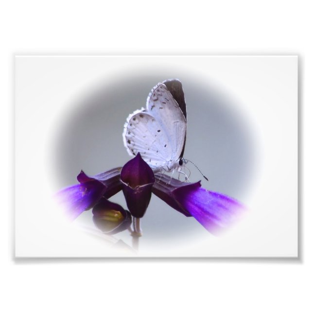 Impression Photo Petit Papillon blanc (Devant)
