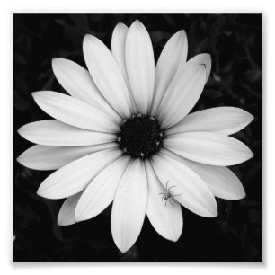 Impression Photo Petite araignée noire et blanche sur fleur