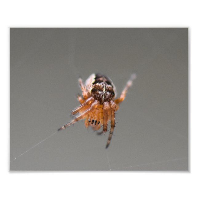 Impression Photo Petite araignée orange mignonne (Devant)