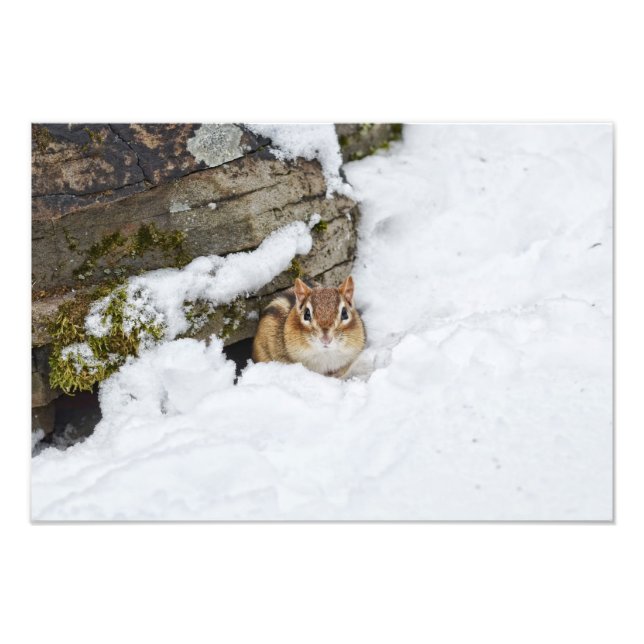 Impression Photo Petite Chipmunk dans la neige (Devant)