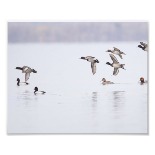 Impression Photo Petite prise Canards dans la baie (Devant)