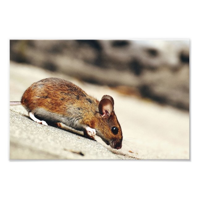 Impression Photo Petite souris (Devant)