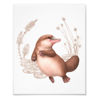 Impression Photo Petits Amis Australiens - Platypus