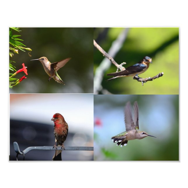 Impression Photo Petits oiseaux (Devant)