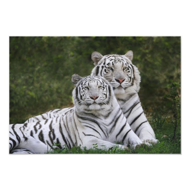 Impression Photo Phase blanche, Tigre du Bengale, Tigre du Tigre, T (Devant)