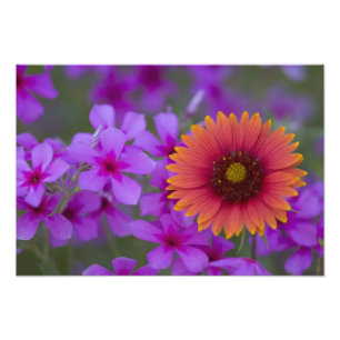 Impression Photo Phlox et Indian Blanket près de Devine Texas