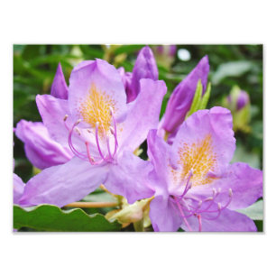 Impression Photo Photograhpy floral imprime les rhododendrons