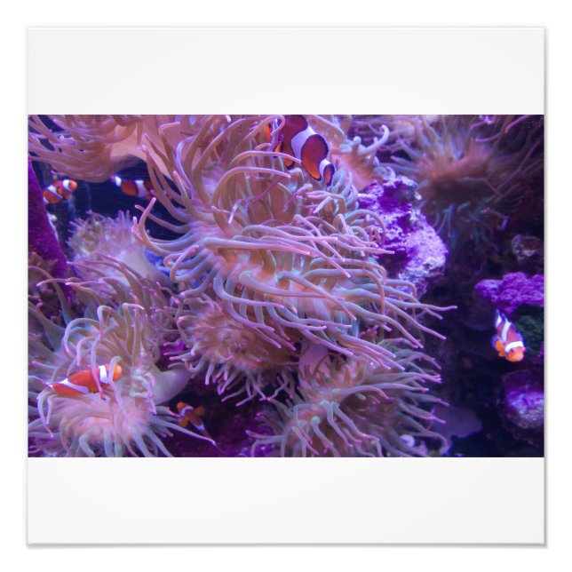 Impression Photo Photograph #Y008 on LARGE Photograph (Devant)