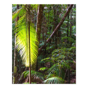 Impression Photo photographier les feuilles de la forêt tropicale