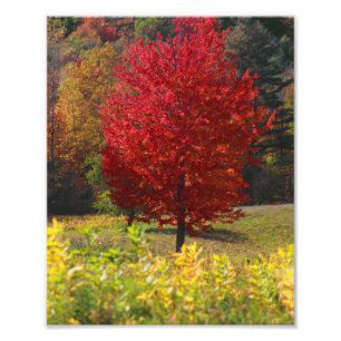 Impression Photo Photos d'automne   Photos de Automne