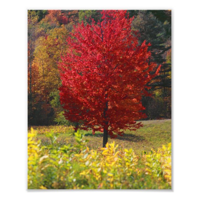 Impression Photo Photos d'automne | Photos de Automne (Devant)