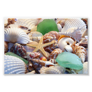 Impression Photo Photos de coquillages