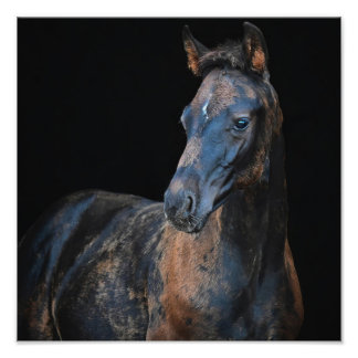 Impression Photo Photos de Foal et Horse de la ferme StarGazer
