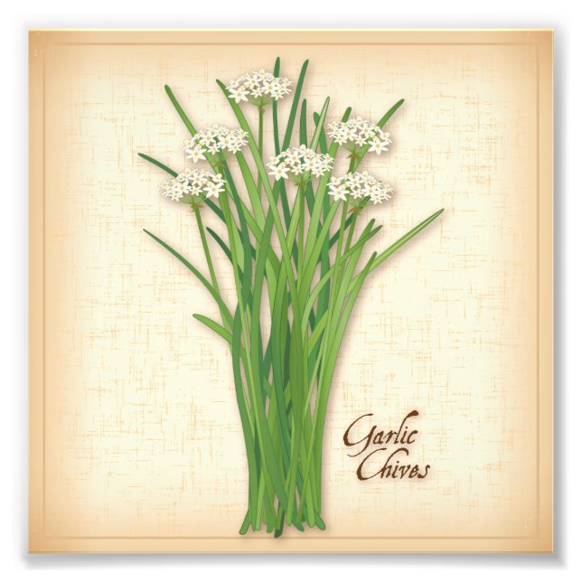 Impression Photo Photos de l'ail Chives Herb (Devant)