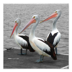 Impression Photo Photos Pélican Sea Bird Minimalist Color Pop