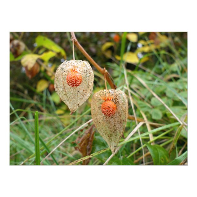 Impression Photo Physalis alkekengi (Devant)