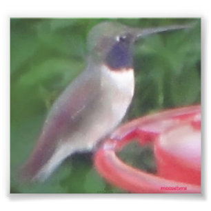 Impression Photo PIC Pix-exaltée d'oiseau de ronflement