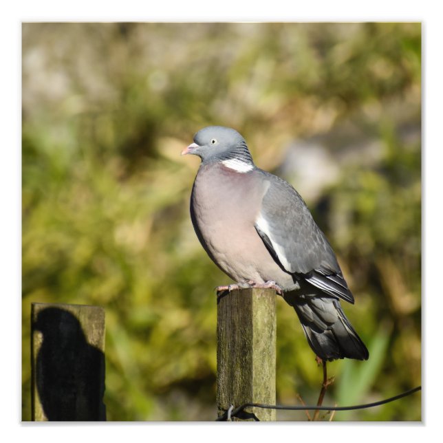 Impression Photo Pigeon (Devant)
