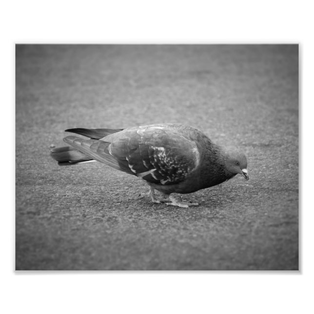 Impression photo Pigeon (Devant)