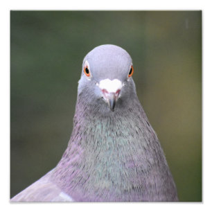 Impression Photo Pigeon