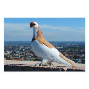 Impression Photo Pigeon à Budapest