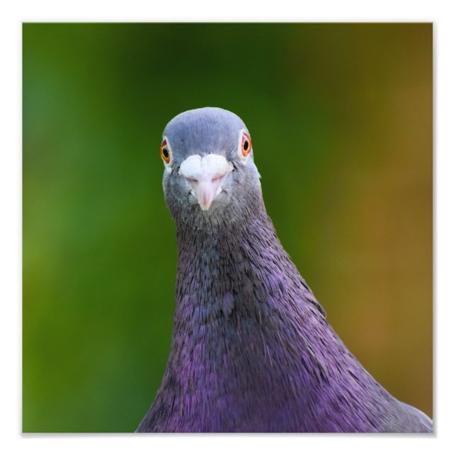 Impression Photo Pigeon A L'Air Inquisiteur (Devant)