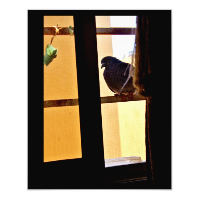 Impression Photo Pigeon pacifique (Devant)