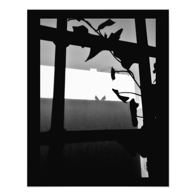 Impression Photo Pigeon Shadows (Devant)