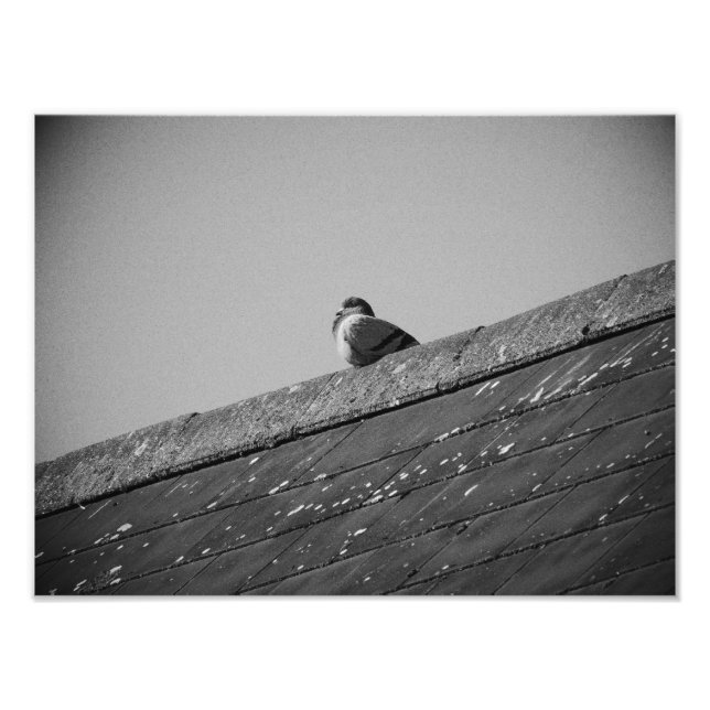 Impression Photo Pigeon solitaire sur le toit (Devant)